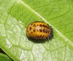 Plagiosterna nigritarsis