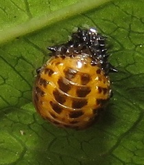 Plagiosterna nigritarsis