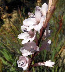 Watsonia knysnana