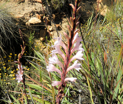 Watsonia knysnana