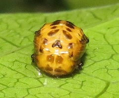 Plagiosterna nigritarsis