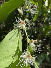 Capparis micracantha