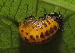 Plagiosterna nigritarsis