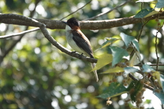 Hemixos castanonotus