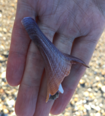 Buccinoidea