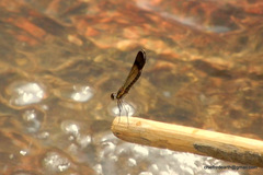 Heliocypha bisignata