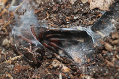 Phyxelididae