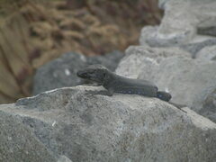 Gallotia caesaris gomerae