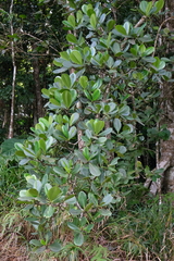 Clusiaceae