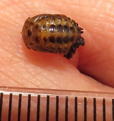 Plagiosterna nigritarsis