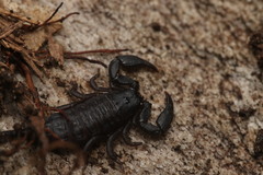 Opisthacanthus capensis