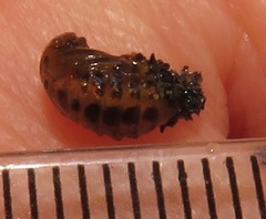 Plagiosterna nigritarsis