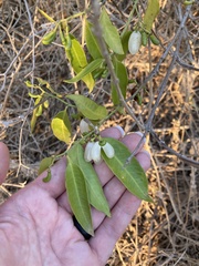 Vallesia glabra