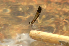 Heliocypha bisignata