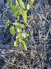 Vallesia glabra