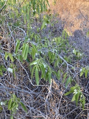 Vallesia glabra