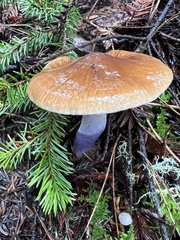 Cortinarius seidliae