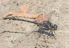 Phanogomphus quadricolor