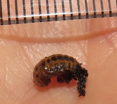 Plagiosterna nigritarsis