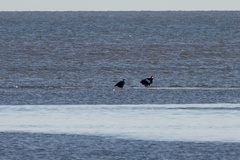 Haliaeetus pelagicus