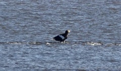 Haliaeetus pelagicus