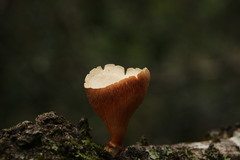 Lentinus sajor-caju