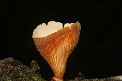 Lentinus sajor-caju