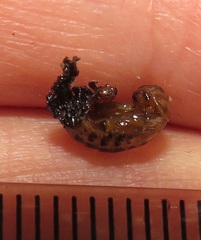 Plagiosterna nigritarsis
