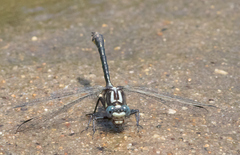 Phanogomphus quadricolor