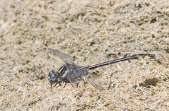 Phanogomphus quadricolor