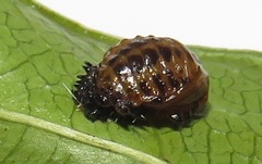 Plagiosterna nigritarsis