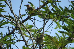 Furnariinae