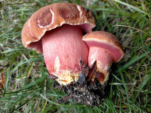 Crimson Bolete