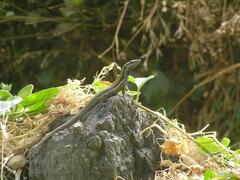 Gallotia caesaris gomerae
