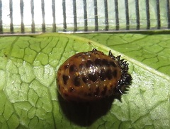 Plagiosterna nigritarsis