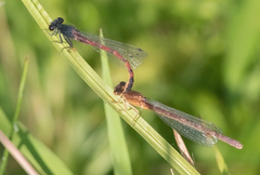 Amphiagrion