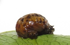 Plagiosterna nigritarsis