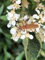Chauliognathus cinguliventris