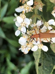 Chauliognathus cinguliventris