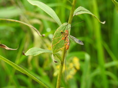 Megarhyssa greenei