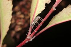 Sciobius
