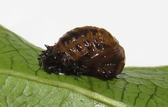 Plagiosterna nigritarsis