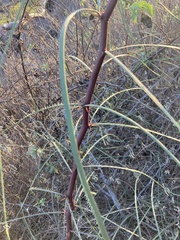 Parkinsonia aculeata