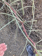 Parkinsonia aculeata