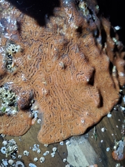 Botrylloides violaceus