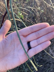 Parkinsonia aculeata