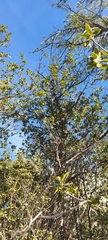 Quercus peninsularis