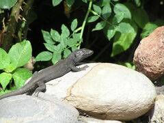 Gallotia caesaris gomerae