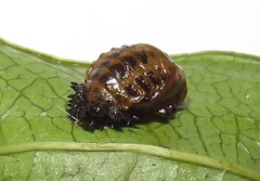 Plagiosterna nigritarsis