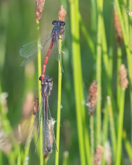 Amphiagrion